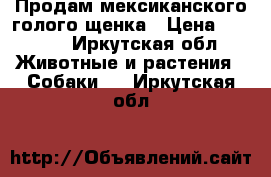 Продам мексиканского голого щенка › Цена ­ 4 500 - Иркутская обл. Животные и растения » Собаки   . Иркутская обл.